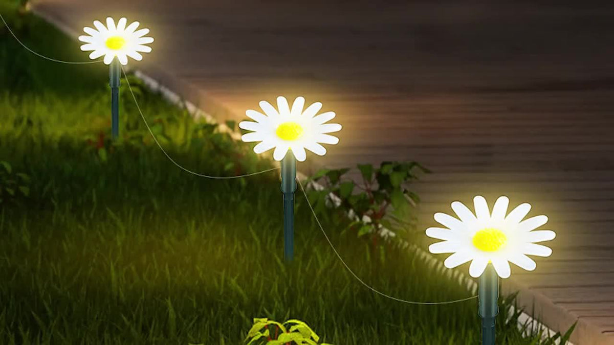 Marguerites lumineuses solaires pour border une allée